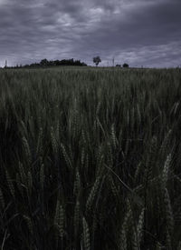 View of stalks in field against cloudy sky