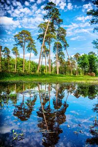 Reflection of trees in lake