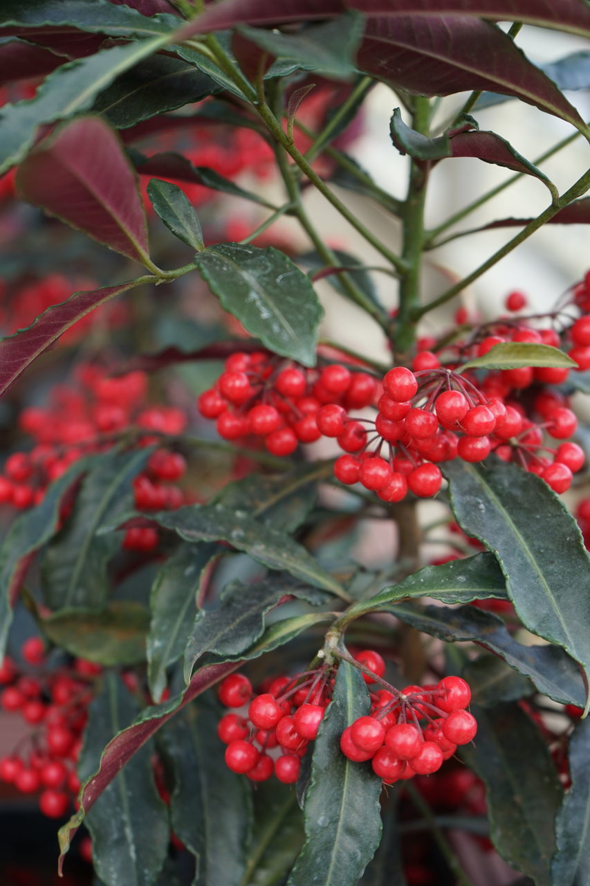 CLOSE-UP OF CHERRIES GROWING ON TREE