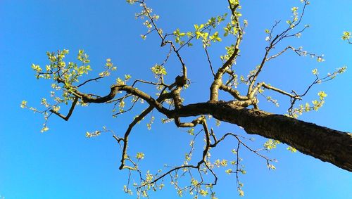 Low angle view of tree against clear blue sky