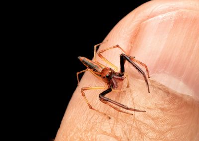 Close-up of insect on finger against black background