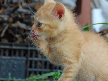 Close-up of a cat looking away