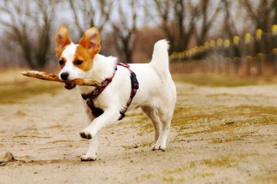 Dog sticking out tongue outdoors