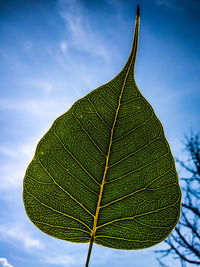 Low angle view of leaf against sky