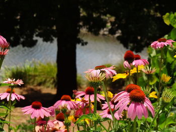 Close-up of pink flowering plants