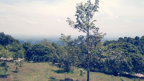 Trees on landscape against sky