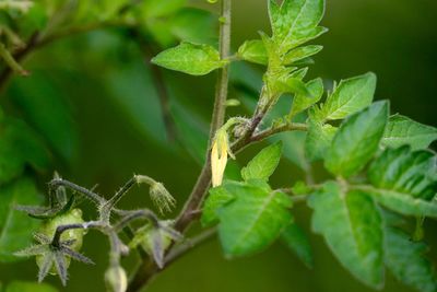 Close-up of leaves