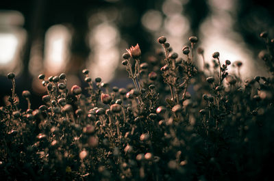 Close-up of flowering plants on field