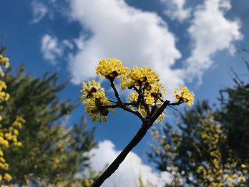 Low angle view of yellow flowering tree against sky