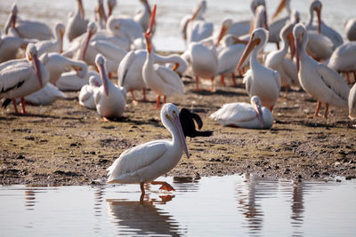 American white pelican pelecanus erythrorhynchos in a marsh on sanibel island, florida