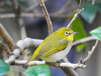 Close-up of bird perching on tree