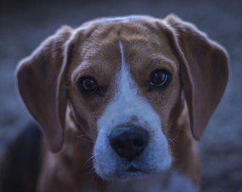 Close-up portrait of dog