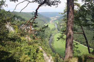 Scenic view of forest