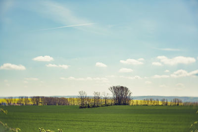 Scenic view of grassy field against sky