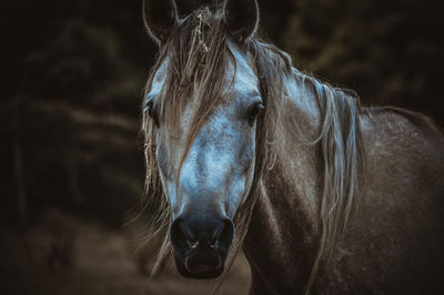 Close-up of horse against sky