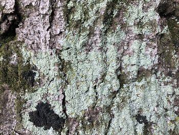 Full frame shot of tree trunk