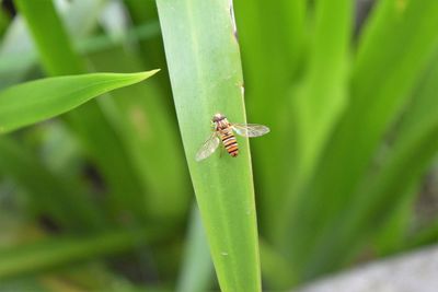 Close-up of insect on plant