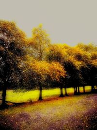 Trees growing on grassy field in park against clear sky