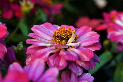 Close-up of pink flowering plant