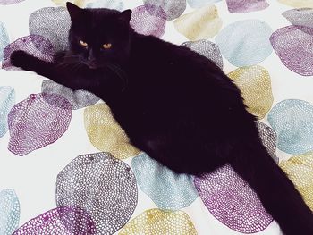 Portrait of black cat relaxing on sofa at home