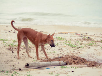 Side view of a dog on beach