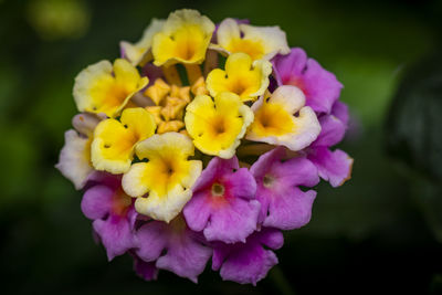 Close-up of yellow flowering plant