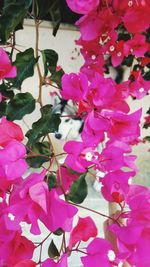 Close-up of pink bougainvillea blooming outdoors