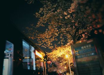 Low angle view of cherry tree by building at night