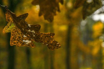 Close-up of dried leaves on tree