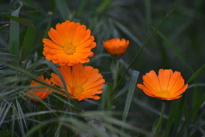 Close-up of orange cosmos flower