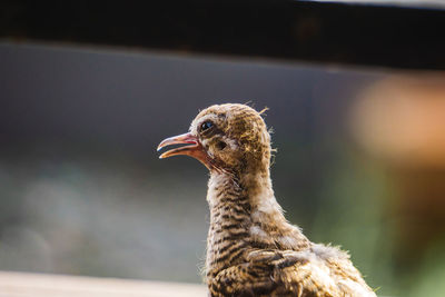 Close-up of a bird