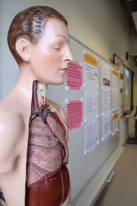 Close-up of anatomical model in classroom