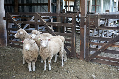 Sheep standing on field at farm