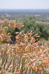 Close-up of plant growing on field