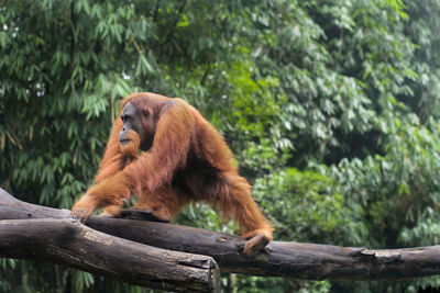 Orangutan walking on logs