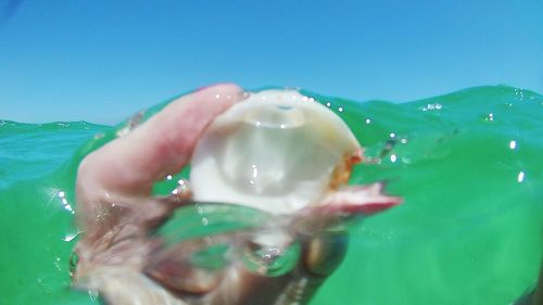 Cropped hand of person holding animal in sea