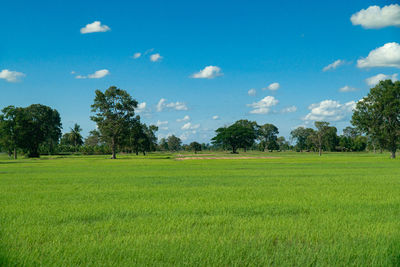 Scenic view of grassy field against sky