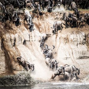 High angle view of wild animals