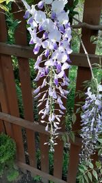 Purple flowering plants by fence