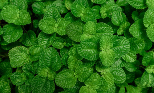 Full frame shot of plants