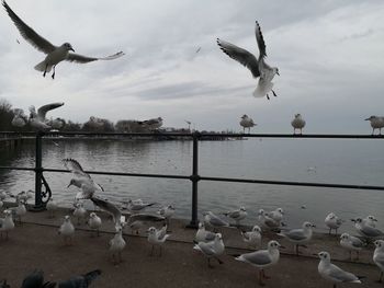 Seagulls flying over lake