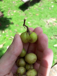 Close-up of hand holding apple