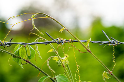 Close-up of an old iron barbed fence and a soft focus green bokeh background