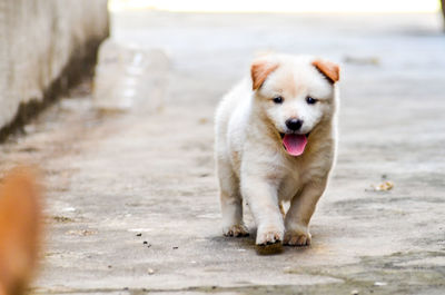 Portrait of dog