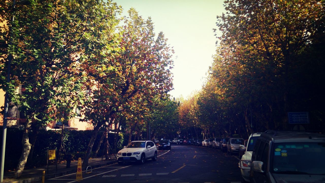 transportation, tree, car, road, land vehicle, the way forward, mode of transport, street, diminishing perspective, road marking, clear sky, growth, vanishing point, outdoors, empty, nature, sky, no people, treelined, sunlight