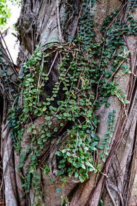 Close-up of tree trunk