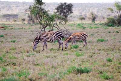 Zebras grazing on grassy field by mountains