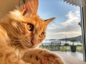 Close-up of a cat lying down