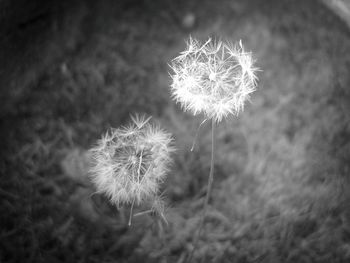 Close up of dandelion