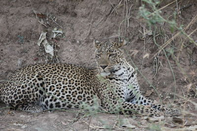 View of cat relaxing on land